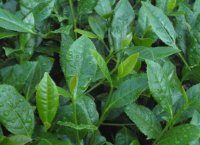 番茄潛葉蛾最佳防治方法？