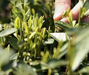 茶的原產(chǎn)地是哪個(gè)國家？