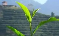 客田鎮(zhèn)：茶樹吐新芽，茶農(nóng)喜增收