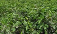 2024年4月茶樹(shù)最新詳情：茶樹(shù)過(guò)度種植、供過(guò)于求